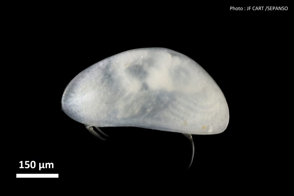 ostracode Candonopsis sp